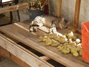Kot śpiący na ławce